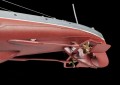 Okręt podwodny Shchuka-402 (Shch) 9041 Zvezda